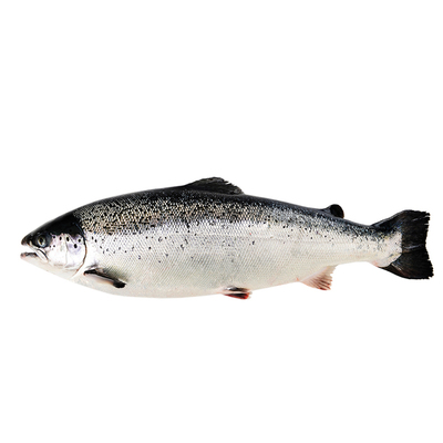 冰鲜三文鱼整条6-7kg